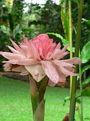 102 Cairns Botanic Gardens